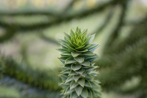 Branches de l'araucaria contre le ciel