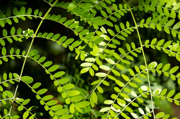 Branches d'arbre d'acacia avec des épines et de jeunes feuilles vertes agrandi