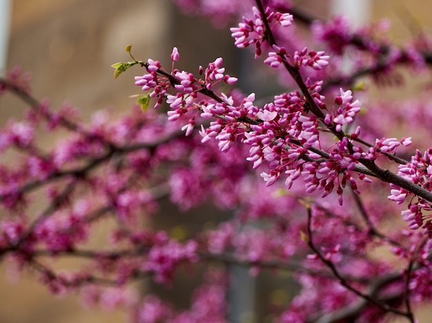 Branches arbre canadien Cercis avec des rameaux en fleurs roses fleurs closeup