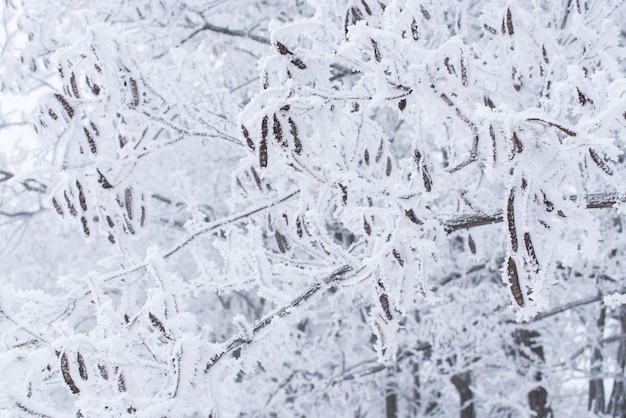 Branches d'arbre couvertes de neige