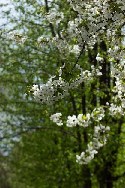 Branches d'un arbre en fleurs contre le ciel fleurs de prune cerise