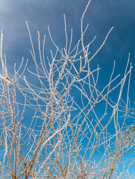 Branches d'un arbre en gelée blanche en hiver sur fond de ciel bleu