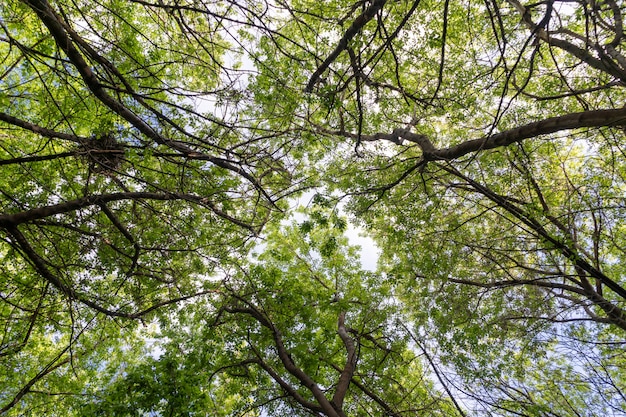 Branches d'un arbre avec de jeunes feuilles contre un ciel bleu dans un parc de la ville sur un après-midi de printemps ensoleillé