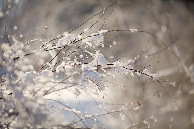 Branches d'arbre de neige d'hiver