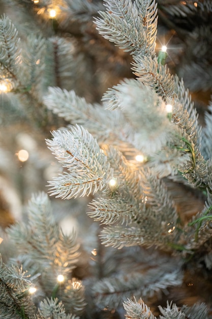 branches d'un arbre de Noël avec des guirlandes