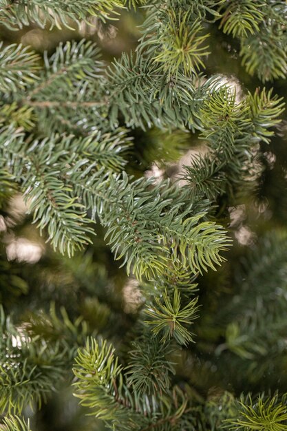 branches d'un arbre de Noël avec des guirlandes