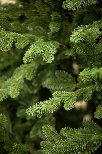 branches d'un arbre de Noël avec des guirlandes