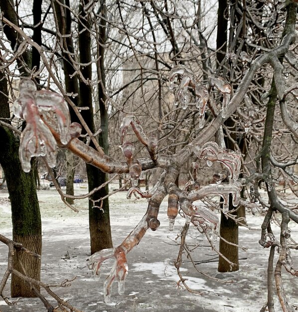 Les branches de l'arbre sont liées par une épaisse couche de glace.