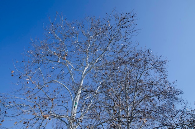 Branches d&#39;arbre