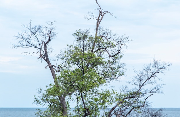 Branches d&#39;arbre