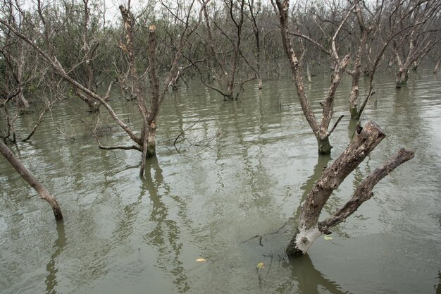 Des branches d'arbres au-dessus du lac