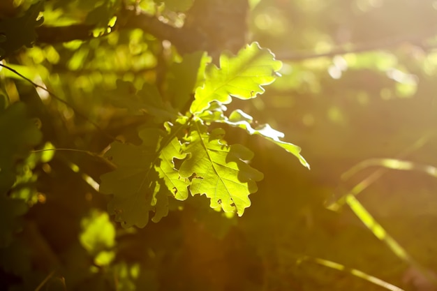 Branches d'arbres au soleil dans la forêt d'été. Lumière et ombres. Détails de la nature d'été.