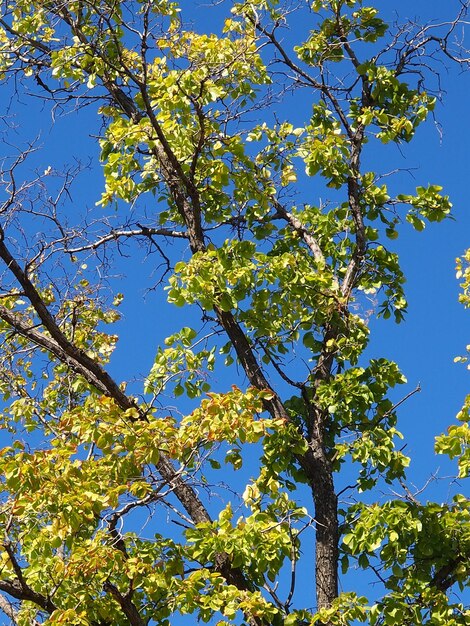 branches d'arbres d'automne contre le ciel bleu