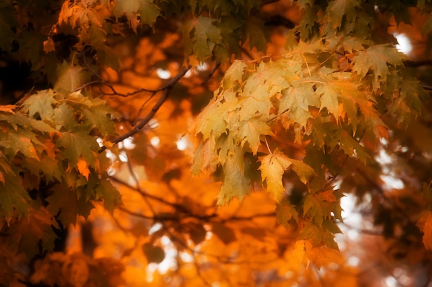Branches d'arbres en automne parc