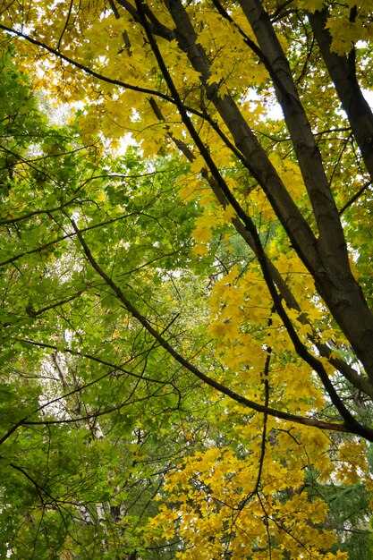 Branches d'arbres en automne parc