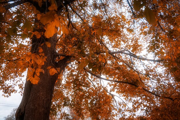 Branches d'arbres en automne parc