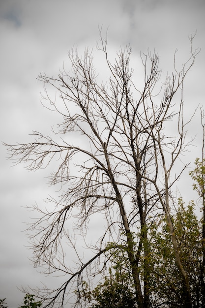 Branches d&#39;arbres d&#39;automne