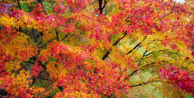 Branches d'arbres d'automne