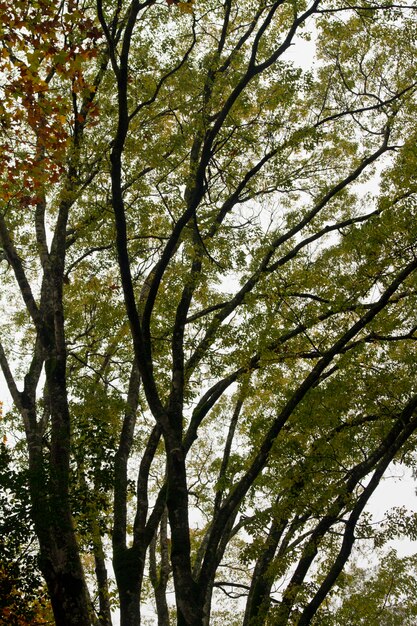 Branches d&#39;arbres d&#39;automne