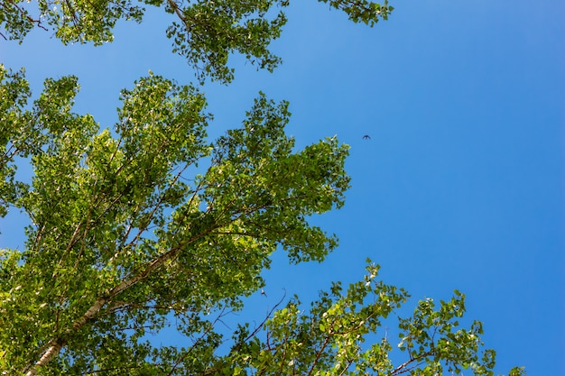 Branches d&#39;arbres aux feuilles avec ciel bue