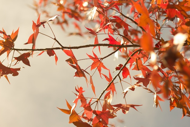Branches d'arbres aux feuilles rouges et orange en automne.
