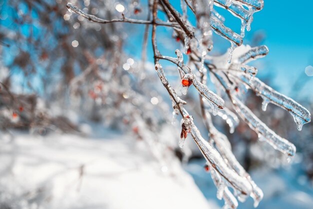 Branches d'arbres aux fruits rouges recouverts de neige scintillante et de glace. Forêt d'hiver.