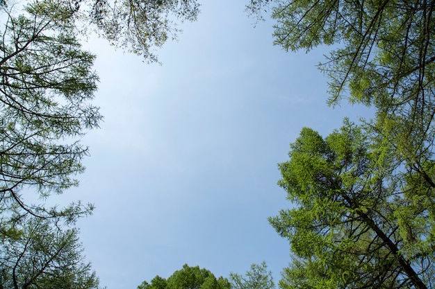 Photo branches d'arbres sur cadre naturel de ciel bleu