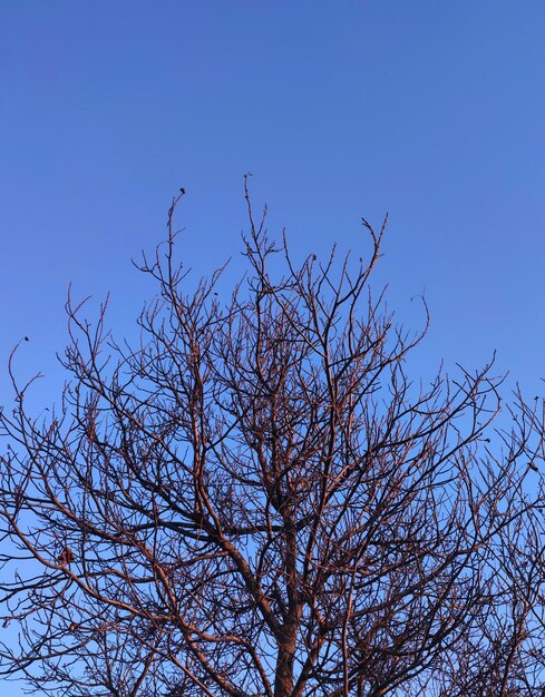 Branches d'arbres et ciel bleu clair