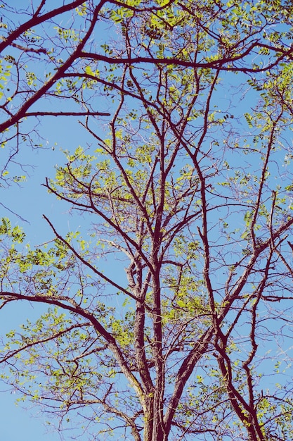 branches d'arbres et ciel bleu en saison d'automne