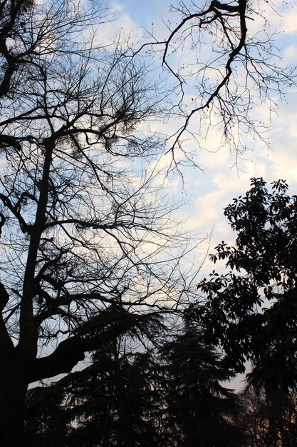 Branches d'arbres avec un ciel bleu