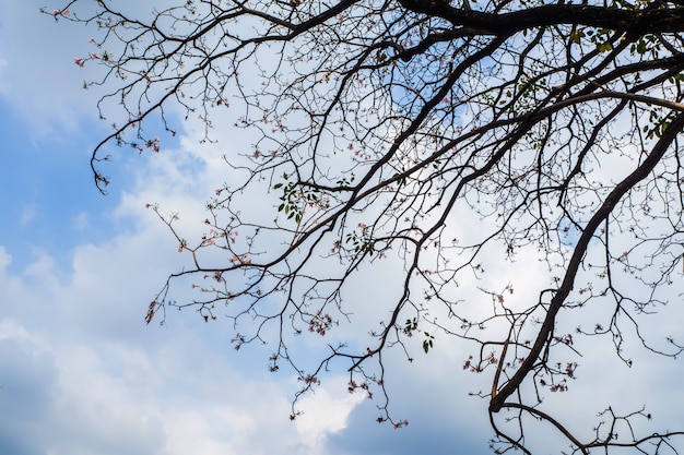 Branches d&#39;arbres et le ciel