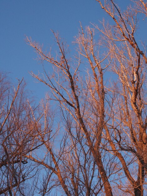 branches d'arbres contre le ciel bleu dans les rayons du soleil couchant