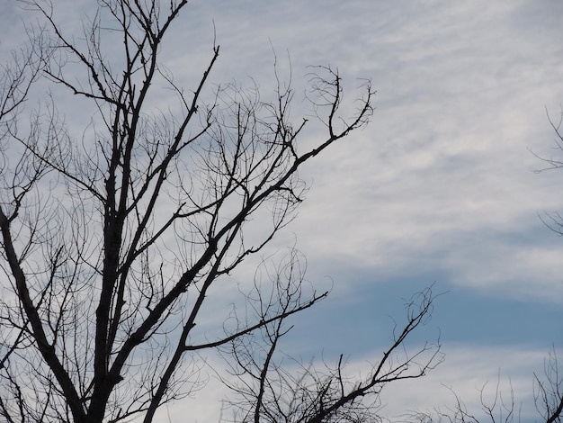 branches d'arbres contre un ciel bleu d'hiver