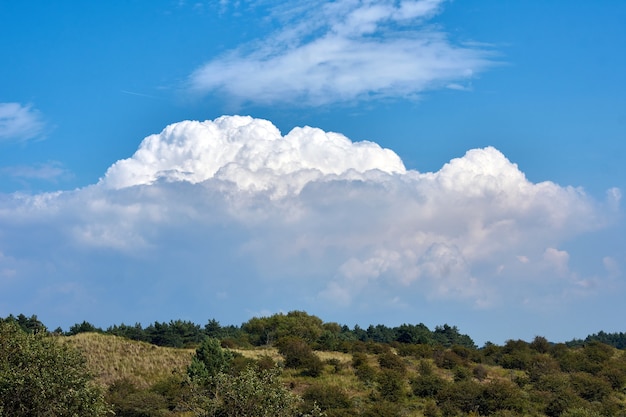 Les branches des arbres contre le ciel nuageux