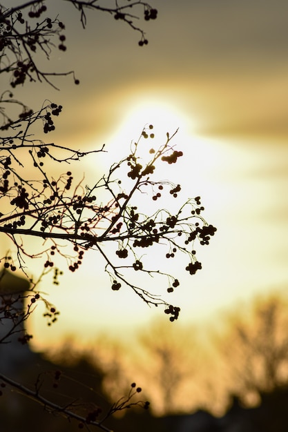 Branches d'arbres contre le coucher du soleil