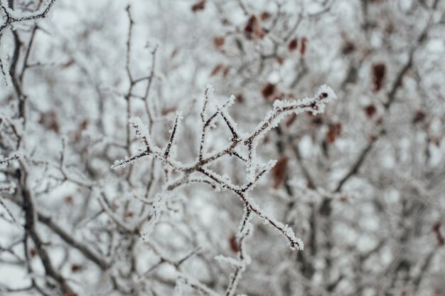 Branches d'arbres couvertes de givre