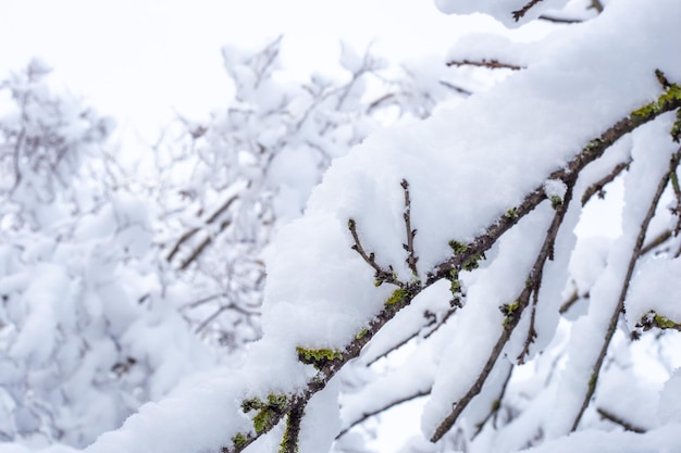 Branches d'arbres couvertes de neige blanche un jour d'hiver