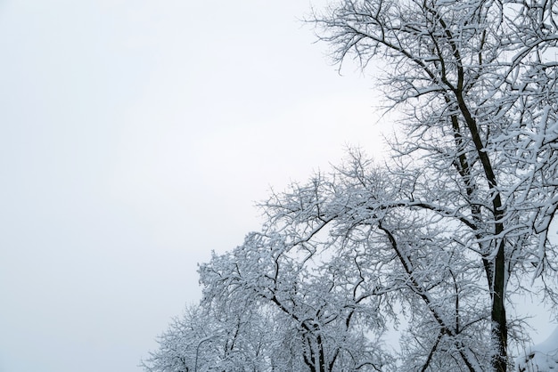 Branches d'arbres couvertes de neige et de ciel. Fond d'hiver avec espace de copie pour le texte.