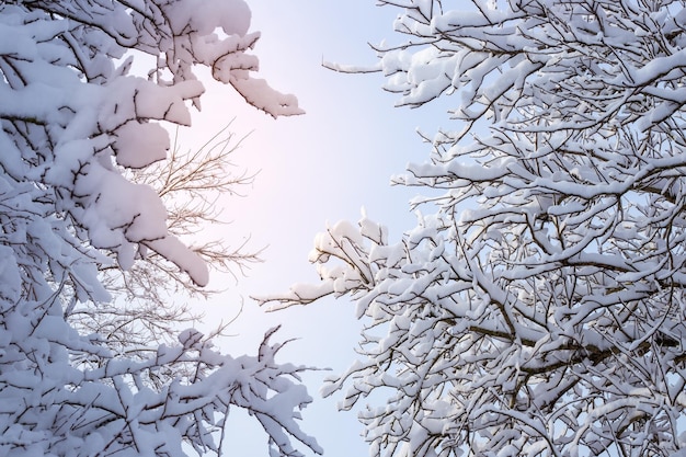 Branches d'arbres couvertes de neige contre un ciel bleu fond neigeux d'hiver