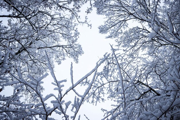Branches d'arbres couvertes de neige contre le ciel. Scène d'hiver.