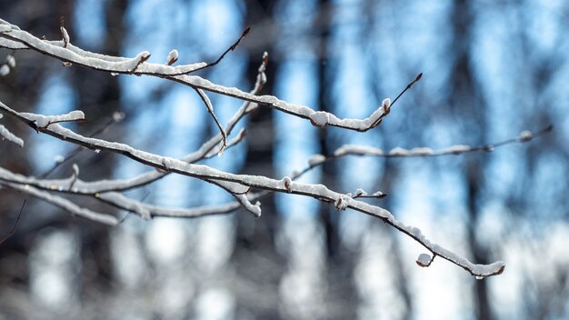 Branches d'arbres couvertes de neige dans la forêt d'hiver sur un arrière-plan flou