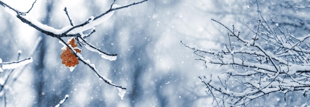 Branches d'arbres couvertes de neige et feuilles sèches pendant les chutes de neige sur fond flou