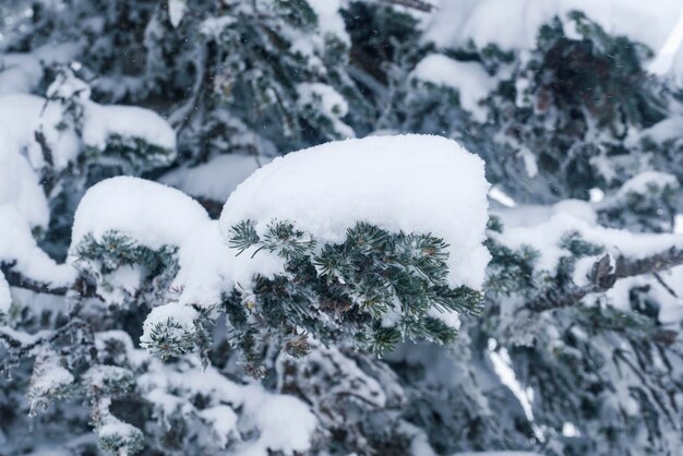 des branches d'arbres couvertes de neige sur le flanc de la montagne à Sheregesh pendant une tempête de neige par mauvais temps