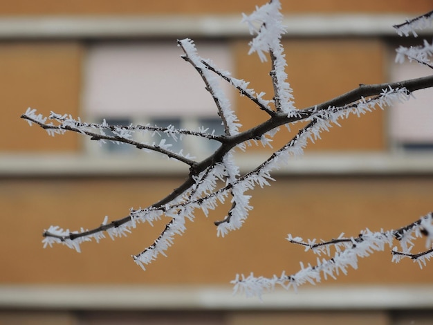 Branches d'arbres couvertes de neige et de givre avec bâtiment en arrière-plan