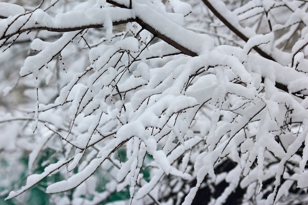 Branches d'arbres couvertes de neige en hiver