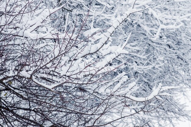 Branches d'arbres couvertes de neige La première neige