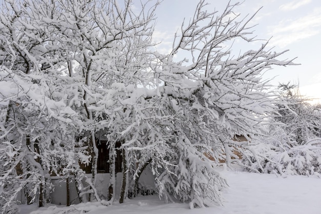 Branches d'arbres couverts de neige le jour de l'hiver avec fond de ciel