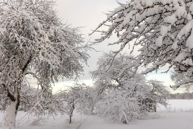 Branches d'arbres couverts de neige le jour de l'hiver avec fond de ciel