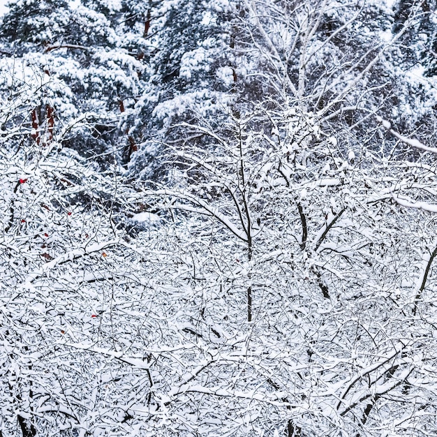 branches d'arbres couverts de neige paysages naturels avec de la neige blanche et des chutes de neige par temps froid dans le parc d'hiver