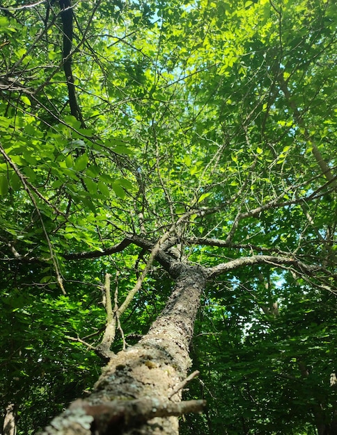 Photo branches d'arbres dans la forêt de feuillus